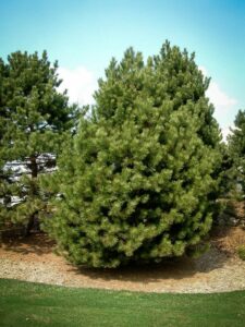 Сосна Чёрная (Pinus Nigra) купить по цене от 270.00р. в интернет-магазине «Посадика» с доставкой почтой в в Кемье и по всей России – [изображение №1].