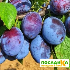 Слива Чачакская ранняя купить по цене от 229.00р. в интернет-магазине «Посадика» с доставкой почтой в в Кемье и по всей России – [изображение №1].