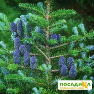 Пихта корейская (Abies koreana) купить по цене от 450.00р. в интернет-магазине «Посадика» с доставкой почтой в в Кемье и по всей России – [изображение №1].