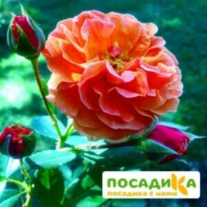 Роза Арабия купить по цене от 350.00р. в интернет-магазине «Посадика» с доставкой почтой в в Кемье и по всей России – [изображение №1].