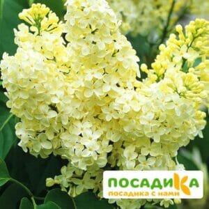 Сирень Примроуз (Primrose) купить по цене от 529.00р. в интернет-магазине «Посадика» с доставкой почтой в в Кемье и по всей России – [изображение №1].