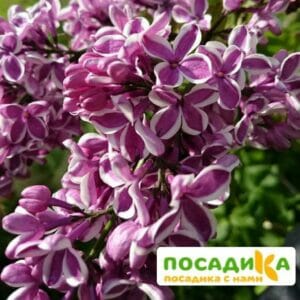 Сирень Сенсация купить по цене от 529.00р. в интернет-магазине «Посадика» с доставкой почтой в в Кемье и по всей России – [изображение №1].