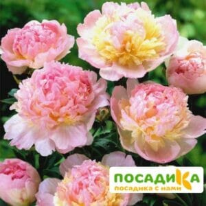 Пион Распберри Сандей (Paeonia Raspberry Sundae) купить по цене от 959р. в интернет-магазине «Посадика» с доставкой почтой в в Кемье и по всей России – [изображение №1].