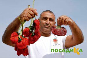 Клубника Гигант Джорнея купить по цене от 266р. в интернет-магазине «Посадика» с доставкой почтой в в Кемье и по всей России – [изображение №1].