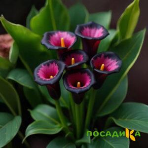 Калла Аура Лейс купить по цене от 400р. в интернет-магазине «Посадика» с доставкой почтой в в Кемье и по всей России – [изображение №1].