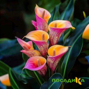 Калла Оникс купить по цене от 450р. в интернет-магазине «Посадика» с доставкой почтой в в Кемье и по всей России – [изображение №1].