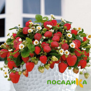 Клубника Рубиновый Шепот (горшечная) купить по цене от 240р. в интернет-магазине «Посадика» с доставкой почтой в в Кемье и по всей России – [изображение №1].