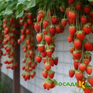 Клубника вьющаяся Комплимент купить по цене от 470р. в интернет-магазине «Посадика» с доставкой почтой в в Кемье и по всей России – [изображение №1].