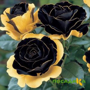 Роза Ханни Сикл купить по цене от 700р. в интернет-магазине «Посадика» с доставкой почтой в в Кемье и по всей России – [изображение №1].