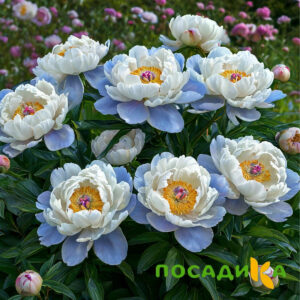 Пион акварельный Этюд купить по цене от 806р. в интернет-магазине «Посадика» с доставкой почтой в в Кемье и по всей России – [изображение №1].